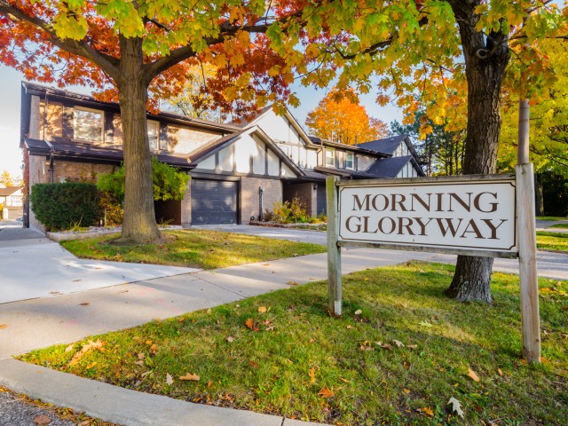 Morning Gloryway photo