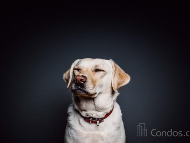 Le Chien photo