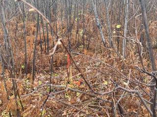 L1 Concession 1, Catharine Rd