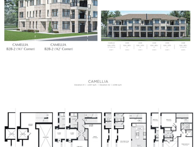 Camellia End A1
