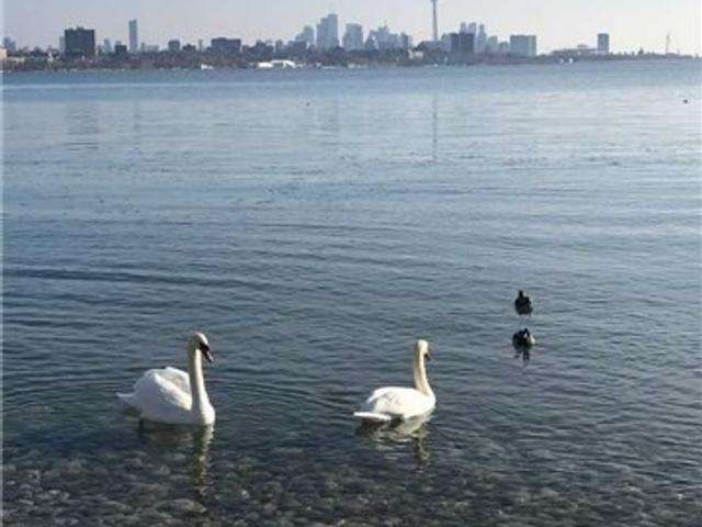 2502 - 56 Annie Craig Dr